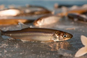 Koryushka fish - каква е особеността? Koryushka fish - каква е особеността?